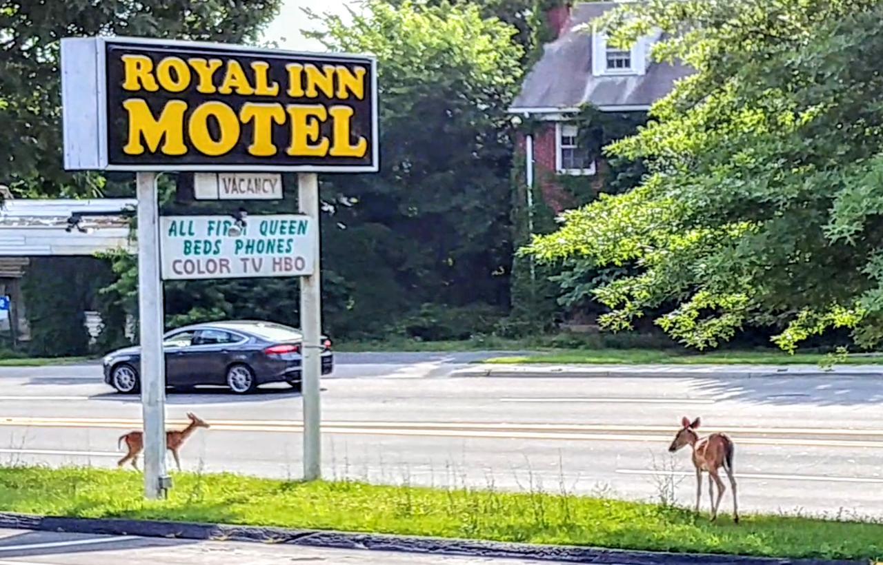 Royal Inn Motel Front Royal Eksteriør bilde